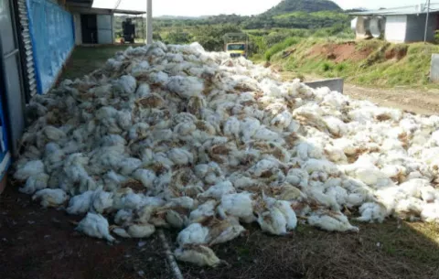 LLuvias, apagón y la muerte de unos 80 mil pollos en Chiriquí