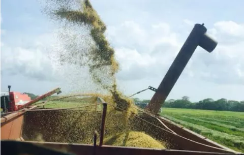 Productores de arroz piden al MIDA definir el tema de la compensación