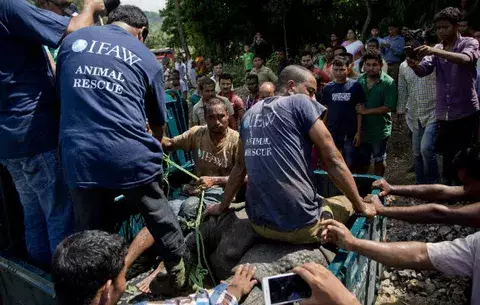 Salvan a 6 pequeños rinocerontes en India 