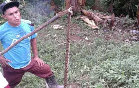 Menor de 10 años se encuentra delicado al ser mordido por una serpiente 