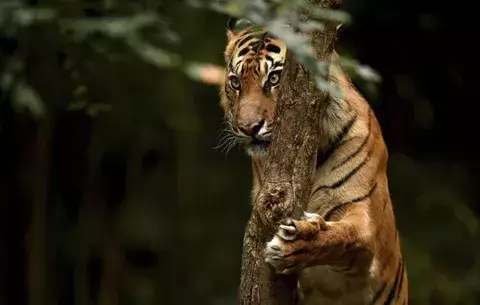 La India busca en el tigre un reclamo turístico