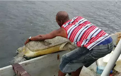 Liberan tortugas en Bocas del Toro que iban a ser sacrificadas 