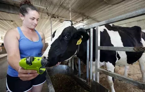 Sensor alerta vía celular de vacas en labor de parto