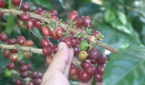 Exportaciones de café  caen  en primer semestre 