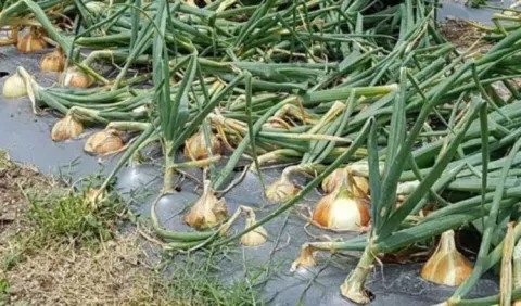 Los productores importan tecnología y no alimentos
