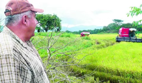 Trampa del 'dumping' afecta a los productores  de arroz en todo el país