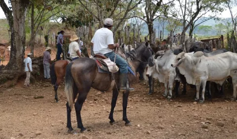 Importaciones amenazan  la producción nacional de carne 