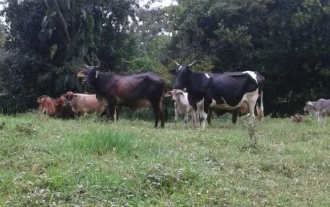 Recuperan 27 reses hurtadas en La Estrella de Bugaba