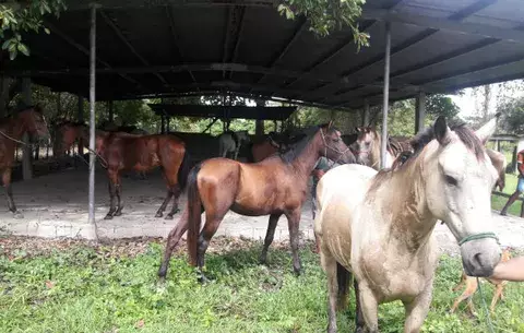 Confirman dos primeros casos de encefalitis equina en Herrera