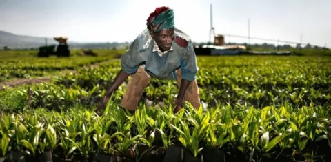 La importación de alimentos en África daña su economía, según agencia de ONU