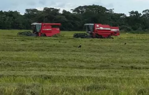 Confirman inicio de inventario de arroz en Chiriquí