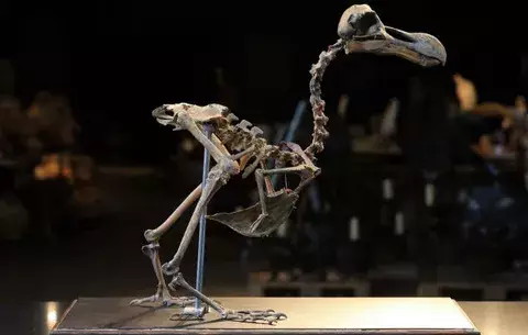 Sale a subasta el esqueleto casi completo de un ejemplar de dodo