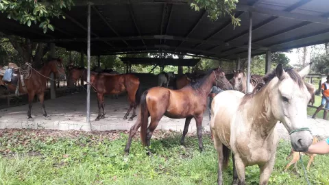 Brote de encefalitis equina mata a veintena de caballos en la provincia de Coclé