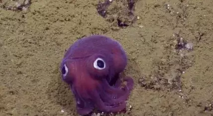 Este calamar de ojos saltones parece un peluche