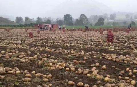 Productores de Tierras Altas rechazan propuesta del IMA