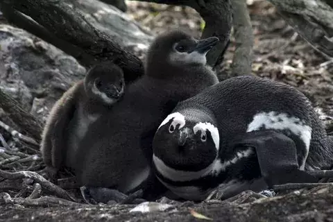 Nueva colonización para salvar al pingüino africano