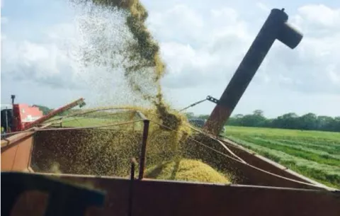 Pagarán compensación a productores de arroz, asegura ministro del Mida