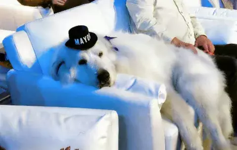 Un perro ha sido reelegido como alcalde