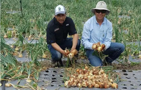 Peligra siembra de cebolla y papa en Tierras Altas