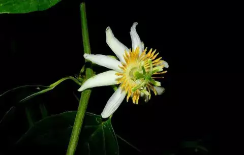 Descubren "Flor de la Pasión" en Costa Rica