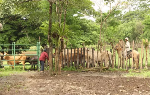 Disminuye 16.7% el sacrificio vacuno y sube 5.2% el porcino en Panamá