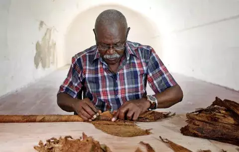 Cubano intenta alcanzar nuevo récord Guinness con habano gigante
