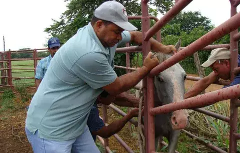  Alerta en Herrera por casos sospechosos de encefalitis  