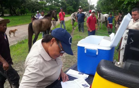 Vacunación masiva de equinos en Coclé, contra encefalitis