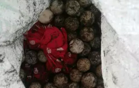 Cinco personas capturadas por decomiso de 800 huevos de tortuga