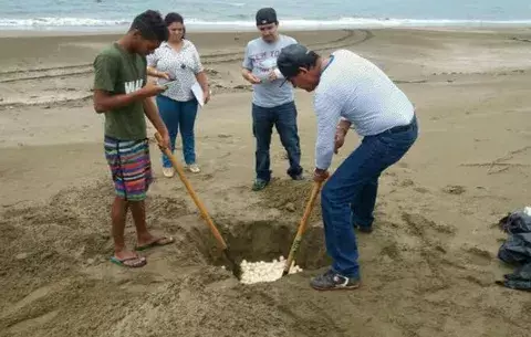 Más de 7,000 huevos de tortuga decomisan en Pedasí 