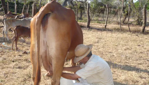 Nicaragua, cuarto vendedor de leche de Latinoamérica, con bajo consumo local