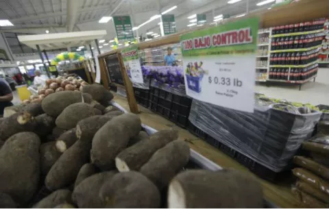 Productores de ñame denuncian falta de apoyo del Gobierno
