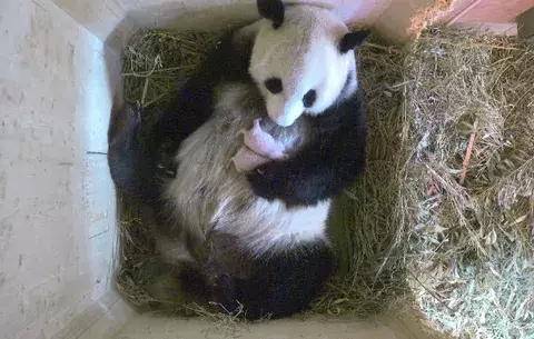 ¡Sorpresa! Una panda da a luz mellizos en Viena 