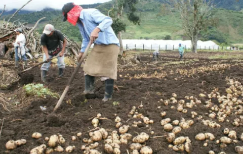 Rastreo de la papa, nuevo reto de los productores panameños
