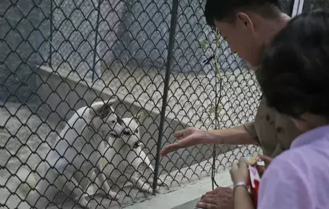 Zoológico exhibe perros de razas y con historias
