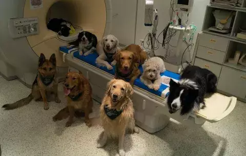 El cerebro de un perro registra lo que decimos