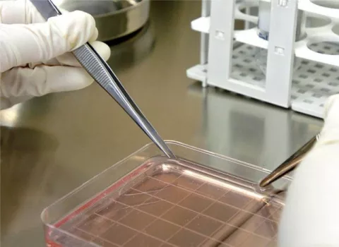 Así se fabrica piel humana en el laboratorio