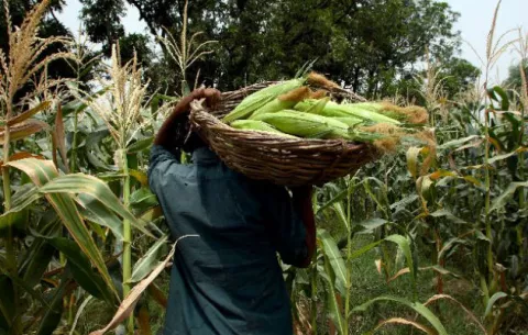 Productores de maíz y arroz están precupados por el sector