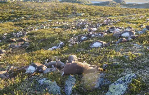 Rayo mata a más de 300 renos en Noruega 
