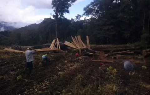 Fiscalía Adjunta investiga la tala de árboles en el parque La Amistad