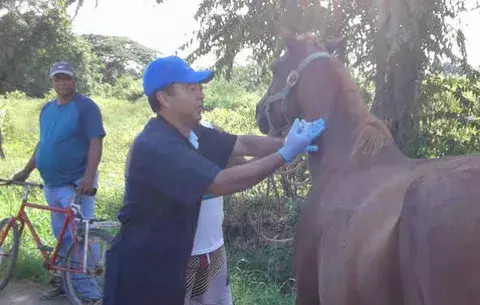 Inicia en Parita, vacunación contra la encefalitis equina 