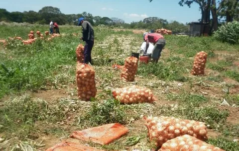 'Cebolleros tienen derecho a vender al precio que crean conveniente'