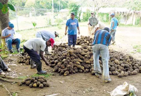 Contrabando de ñame golpea a  nacionales