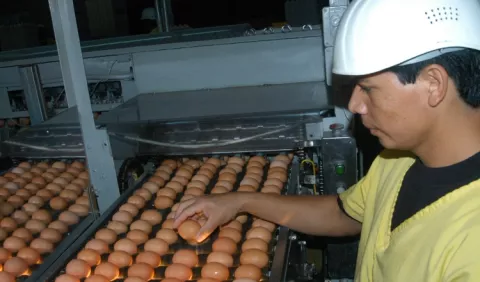 Empaques para huevos serán importados  