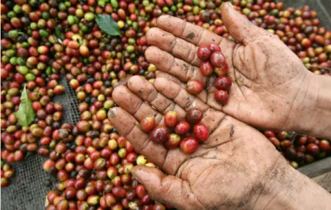 Exportación de café en Panamá, en vías de recuperarse