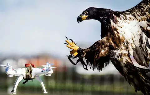 Policía holandesa utilizará águilas para derribar drones