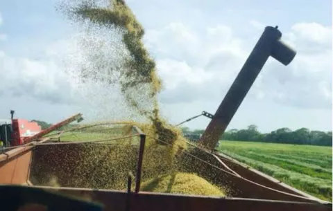 Molinos suspenden acopio de arroz a los productores chiricanos