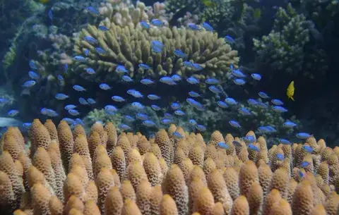Los peces coralinos se estresan si pierden peso y se separan de sus pares