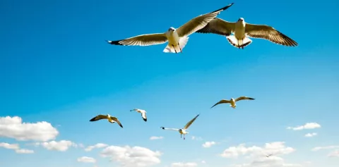 ¿Cómo logran las aves dormir en pleno vuelo sin caerse?
