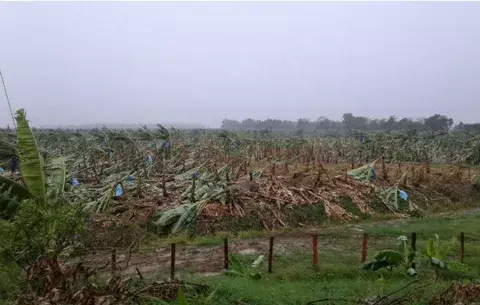 Daños considerables en bananeras de Bocas del Toro por vendaval